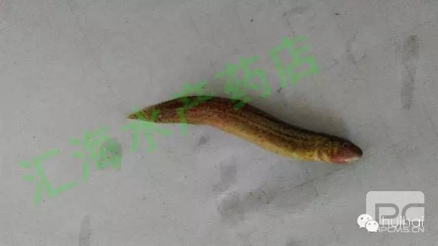 泥鳅红嘴病红点病原因分析及处理方案